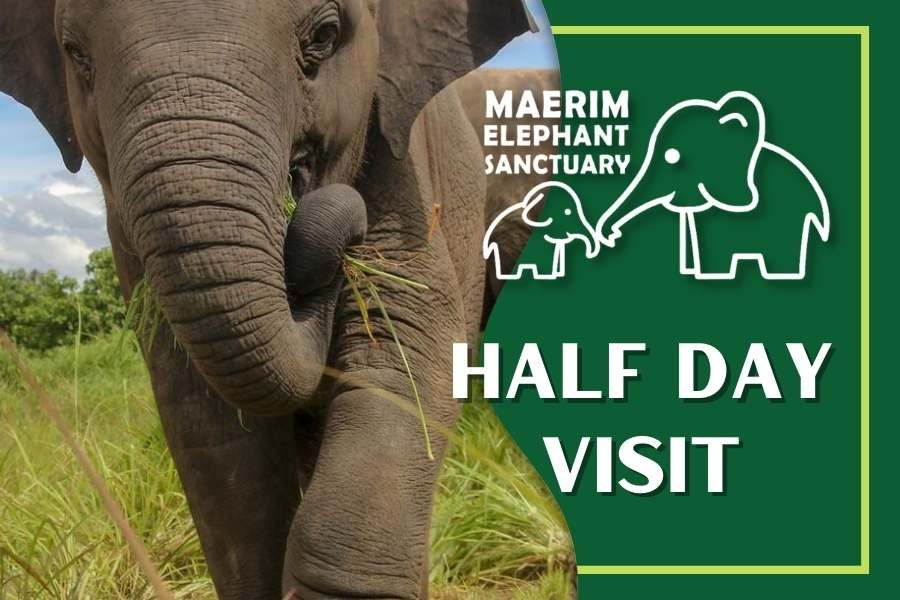 Maerim Elephant Sanctuary Half Day