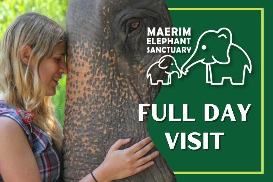 Maerim Elephant Sanctuary Full Day
