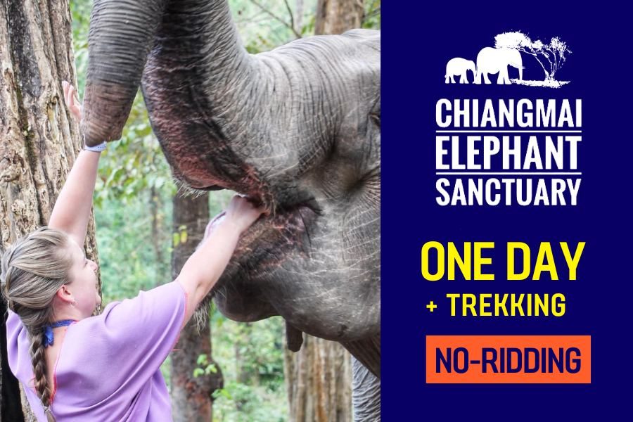 Chiang Mai Elephant Sanctuary One Day and Trekking