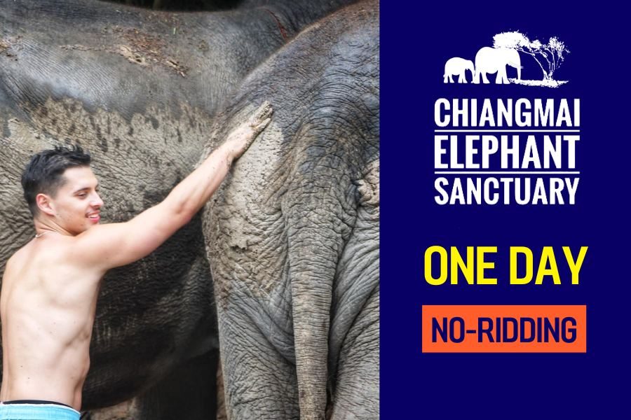 Chiang Mai Elephant Sanctuary One Day