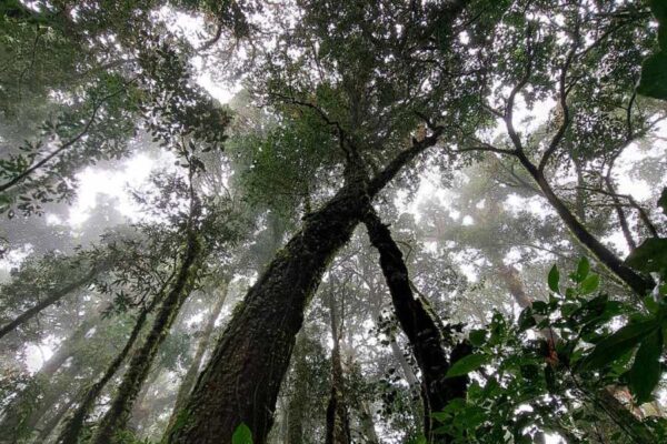 1 Day Doi Inthanon National Park and Kew Mae Phan Trekking Trail - Image 8