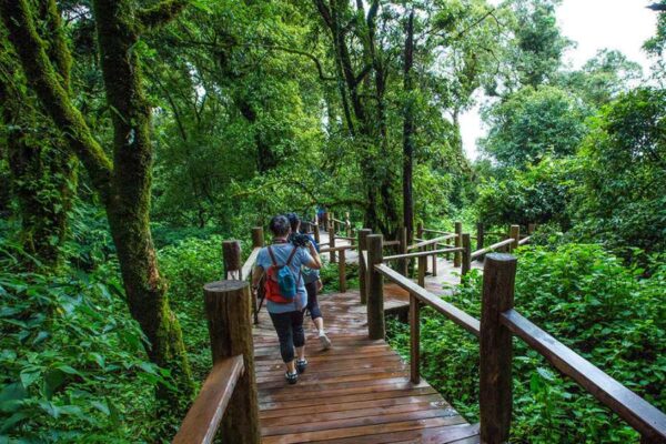 1 Day Doi Inthanon National Park and Kew Mae Phan Trekking Trail - Image 5