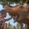 feeding the elephants , 1 day chiang mai elephant tour