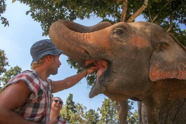 feeding the elephants , 1 day chiang mai elephant tour