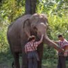 1 day elephant tour, walking with the elephant