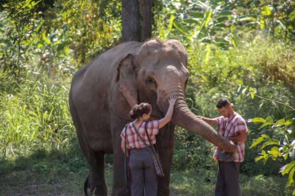 1 day elephant tour, walking with the elephant